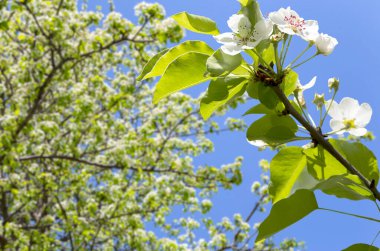 Bahar mevsiminde büyük beyaz çiçeklerle çiçek açan elma dalı (bahar arkaplanı beyaz çiçeklerle