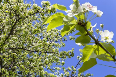 Bahar mevsiminde büyük beyaz çiçeklerle çiçek açan elma dalı (bahar arkaplanı beyaz çiçeklerle