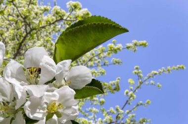 Bahar mevsiminde büyük beyaz çiçeklerle çiçek açan elma dalı (bahar arkaplanı beyaz çiçeklerle