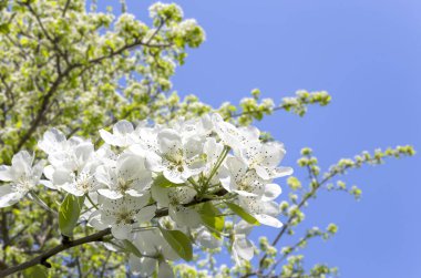 Bahar mevsiminde büyük beyaz çiçeklerle çiçek açan elma dalı (bahar arkaplanı beyaz çiçeklerle