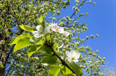 Bahar mevsiminde büyük beyaz çiçeklerle çiçek açan elma dalı (bahar arkaplanı beyaz çiçeklerle