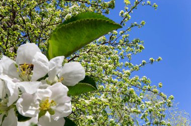 Bahar mevsiminde büyük beyaz çiçeklerle çiçek açan elma dalı (bahar arkaplanı beyaz çiçeklerle