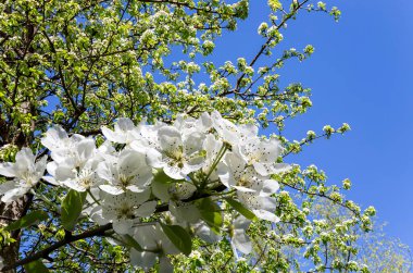Bahar mevsiminde büyük beyaz çiçeklerle çiçek açan elma dalı (bahar arkaplanı beyaz çiçeklerle