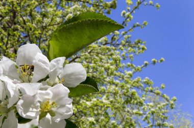 Bahar mevsiminde büyük beyaz çiçeklerle çiçek açan elma dalı (bahar arkaplanı beyaz çiçeklerle