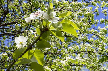 Bahar mevsiminde büyük beyaz çiçeklerle çiçek açan elma dalı (bahar arkaplanı beyaz çiçeklerle