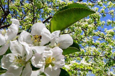 Bahar mevsiminde büyük beyaz çiçeklerle çiçek açan elma dalı (bahar arkaplanı beyaz çiçeklerle