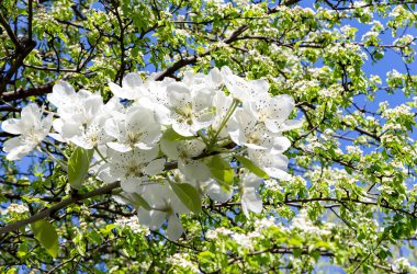 Bahar mevsiminde büyük beyaz çiçeklerle çiçek açan elma dalı (bahar arkaplanı beyaz çiçeklerle