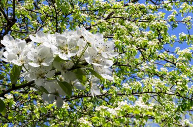 Bahar mevsiminde büyük beyaz çiçeklerle çiçek açan elma dalı (bahar arkaplanı beyaz çiçeklerle