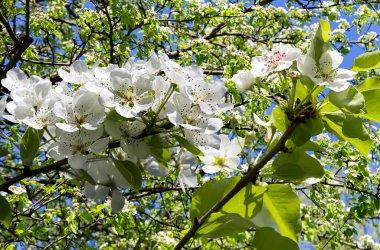 Bahar mevsiminde büyük beyaz çiçeklerle çiçek açan elma dalı (bahar arkaplanı beyaz çiçeklerle