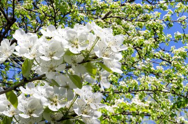 Bahar mevsiminde büyük beyaz çiçeklerle çiçek açan elma dalı (bahar arkaplanı beyaz çiçeklerle