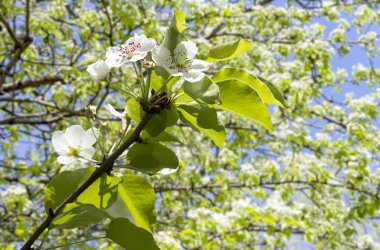 Bahar mevsiminde büyük beyaz çiçeklerle çiçek açan elma dalı (bahar arkaplanı beyaz çiçeklerle