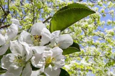 Bahar mevsiminde büyük beyaz çiçeklerle çiçek açan elma dalı (bahar arkaplanı beyaz çiçeklerle