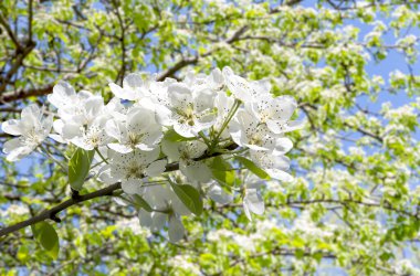 Bahar mevsiminde büyük beyaz çiçeklerle çiçek açan elma dalı (bahar arkaplanı beyaz çiçeklerle