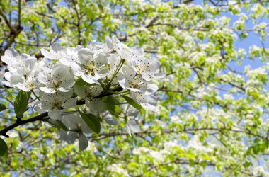 Bahar mevsiminde büyük beyaz çiçeklerle çiçek açan elma dalı (bahar arkaplanı beyaz çiçeklerle