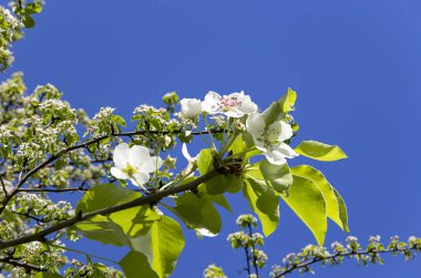 Bahar mevsiminde büyük beyaz çiçeklerle çiçek açan elma dalı (bahar arkaplanı beyaz çiçeklerle