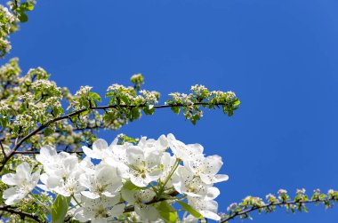 Bahar mevsiminde büyük beyaz çiçeklerle çiçek açan elma dalı (bahar arkaplanı beyaz çiçeklerle