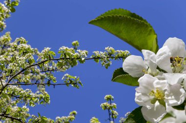 Bahar mevsiminde büyük beyaz çiçeklerle çiçek açan elma dalı (bahar arkaplanı beyaz çiçeklerle