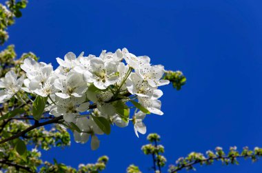 Bahar mevsiminde büyük beyaz çiçeklerle çiçek açan elma dalı (bahar arkaplanı beyaz çiçeklerle