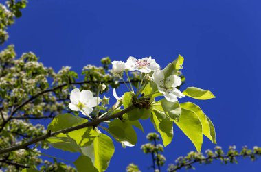Bahar mevsiminde büyük beyaz çiçeklerle çiçek açan elma dalı (bahar arkaplanı beyaz çiçeklerle