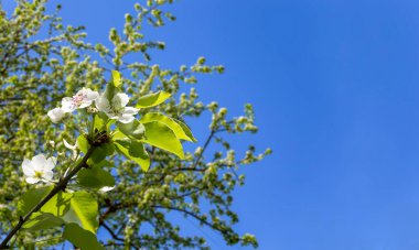 Bahar mevsiminde büyük beyaz çiçeklerle çiçek açan elma dalı (bahar arkaplanı beyaz çiçeklerle