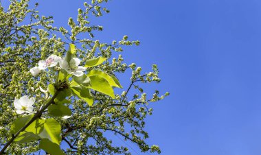Bahar mevsiminde büyük beyaz çiçeklerle çiçek açan elma dalı (bahar arkaplanı beyaz çiçeklerle