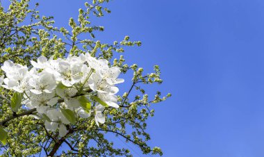 Bahar mevsiminde büyük beyaz çiçeklerle çiçek açan elma dalı (bahar arkaplanı beyaz çiçeklerle