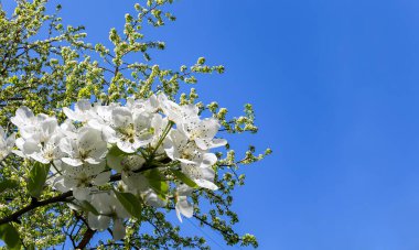 Bahar mevsiminde büyük beyaz çiçeklerle çiçek açan elma dalı (bahar arkaplanı beyaz çiçeklerle