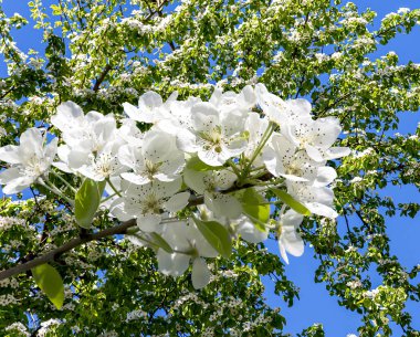 Bahar mevsiminde büyük beyaz çiçeklerle çiçek açan elma dalı (bahar arkaplanı beyaz çiçeklerle