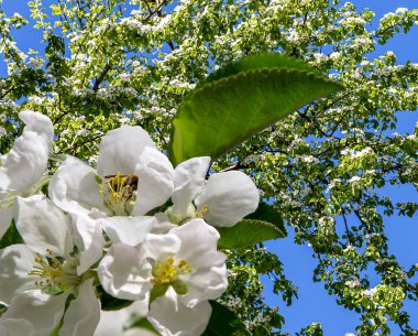 Bahar mevsiminde büyük beyaz çiçeklerle çiçek açan elma dalı (bahar arkaplanı beyaz çiçeklerle