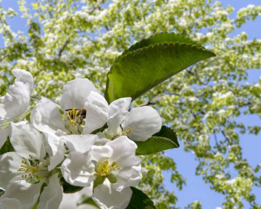 Bahar mevsiminde büyük beyaz çiçeklerle çiçek açan elma dalı (bahar arkaplanı beyaz çiçeklerle