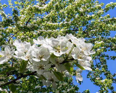 Bahar mevsiminde büyük beyaz çiçeklerle çiçek açan elma dalı (bahar arkaplanı beyaz çiçeklerle