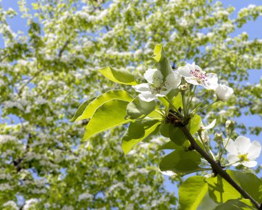 Bahar mevsiminde büyük beyaz çiçeklerle çiçek açan elma dalı (bahar arkaplanı beyaz çiçeklerle