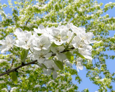 Bahar mevsiminde büyük beyaz çiçeklerle çiçek açan elma dalı (bahar arkaplanı beyaz çiçeklerle