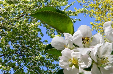 Bahar mevsiminde büyük beyaz çiçeklerle çiçek açan elma dalı (bahar arkaplanı beyaz çiçeklerle