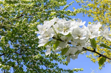 Bahar mevsiminde büyük beyaz çiçeklerle çiçek açan elma dalı (bahar arkaplanı beyaz çiçeklerle