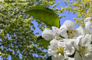 Bahar mevsiminde büyük beyaz çiçeklerle çiçek açan elma dalı (bahar arkaplanı beyaz çiçeklerle