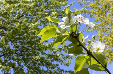 Bahar mevsiminde büyük beyaz çiçeklerle çiçek açan elma dalı (bahar arkaplanı beyaz çiçeklerle