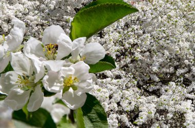 Bahar mevsiminde büyük beyaz çiçeklerle çiçek açan elma dalı (bahar arkaplanı beyaz çiçeklerle