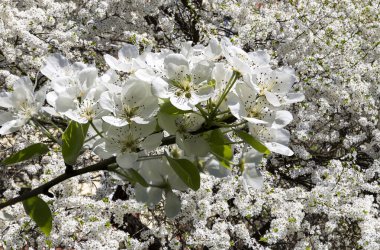 Bahar mevsiminde büyük beyaz çiçeklerle çiçek açan elma dalı (bahar arkaplanı beyaz çiçeklerle