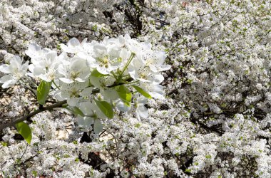 Bahar mevsiminde büyük beyaz çiçeklerle çiçek açan elma dalı (bahar arkaplanı beyaz çiçeklerle
