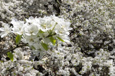 Bahar mevsiminde büyük beyaz çiçeklerle çiçek açan elma dalı (bahar arkaplanı beyaz çiçeklerle