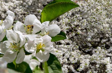 Bahar mevsiminde büyük beyaz çiçeklerle çiçek açan elma dalı (bahar arkaplanı beyaz çiçeklerle
