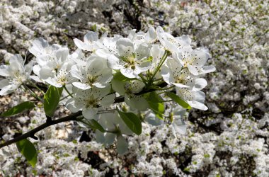 Bahar mevsiminde büyük beyaz çiçeklerle çiçek açan elma dalı (bahar arkaplanı beyaz çiçeklerle