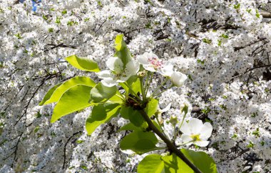 Bahar mevsiminde büyük beyaz çiçeklerle çiçek açan elma dalı (bahar arkaplanı beyaz çiçeklerle