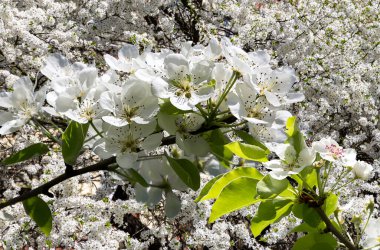 Bahar mevsiminde büyük beyaz çiçeklerle çiçek açan elma dalı (bahar arkaplanı beyaz çiçeklerle