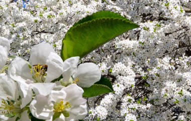 Bahar mevsiminde büyük beyaz çiçeklerle çiçek açan elma dalı (bahar arkaplanı beyaz çiçeklerle