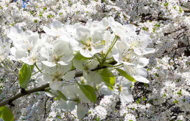 Bahar mevsiminde büyük beyaz çiçeklerle çiçek açan elma dalı (bahar arkaplanı beyaz çiçeklerle