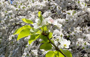Bahar mevsiminde büyük beyaz çiçeklerle çiçek açan elma dalı (bahar arkaplanı beyaz çiçeklerle