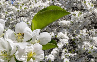 Bahar mevsiminde büyük beyaz çiçeklerle çiçek açan elma dalı (bahar arkaplanı beyaz çiçeklerle