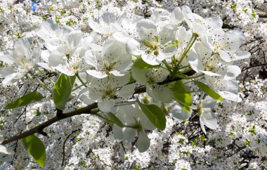 Bahar mevsiminde büyük beyaz çiçeklerle çiçek açan elma dalı (bahar arkaplanı beyaz çiçeklerle